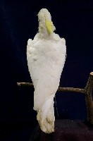 葵花鳳頭鸚鵡藏品圖，第5張